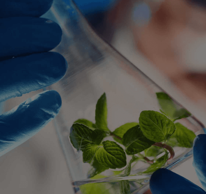 Laboratory testing of essential oils